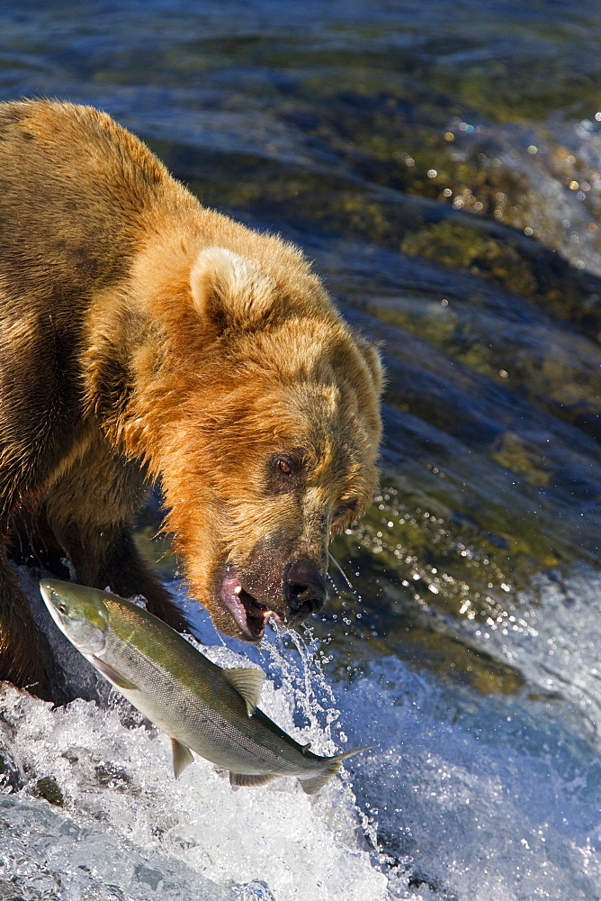 Adult brown bear (Ursus arctos) foraging for salmon at the Brooks River in Katmai National Park near Bristol Bay, Alaska, USA, Pacific Ocean