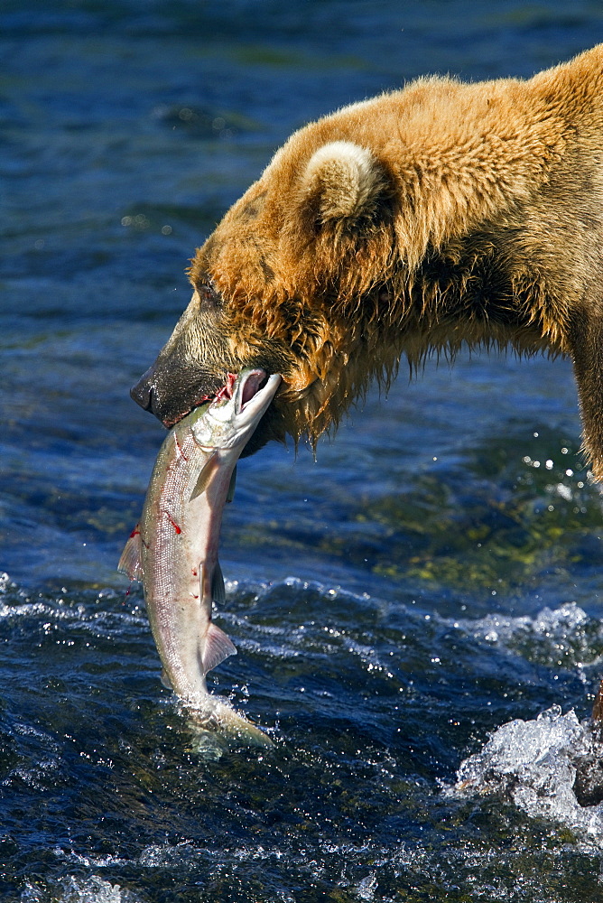 Adult brown bear (Ursus arctos) foraging for salmon at the Brooks River in Katmai National Park near Bristol Bay, Alaska, USA, Pacific Ocean