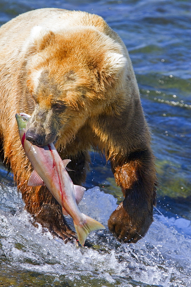 Adult brown bear (Ursus arctos) foraging for salmon at the Brooks River in Katmai National Park near Bristol Bay, Alaska, USA, Pacific Ocean