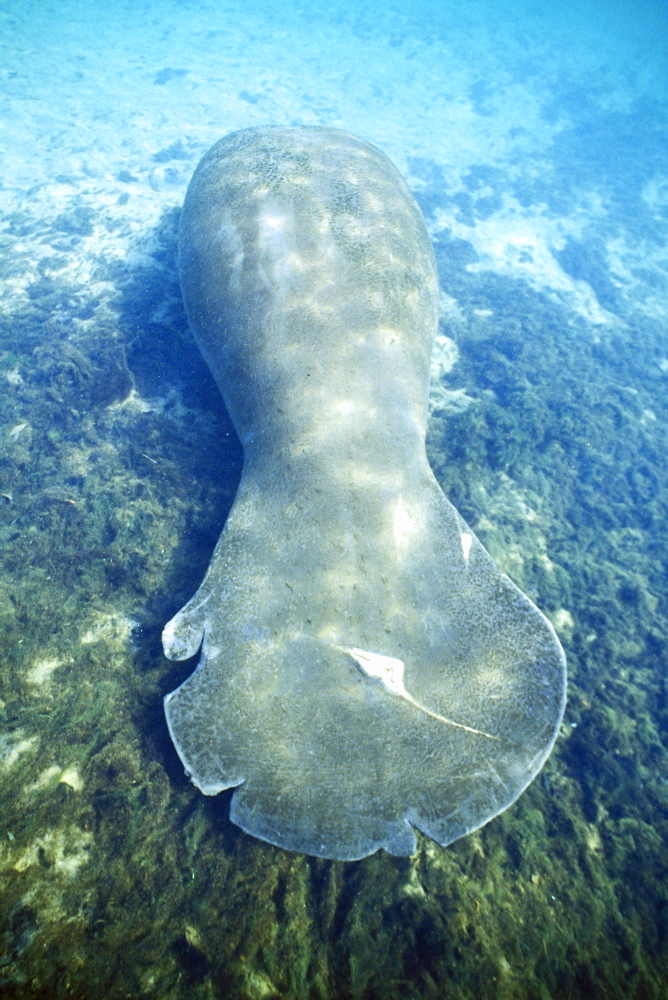 Adult West Indian Manatee (Trichechus manatus) resting (note propeller scars on tail) in Homosassa Springs, Florida, USA.