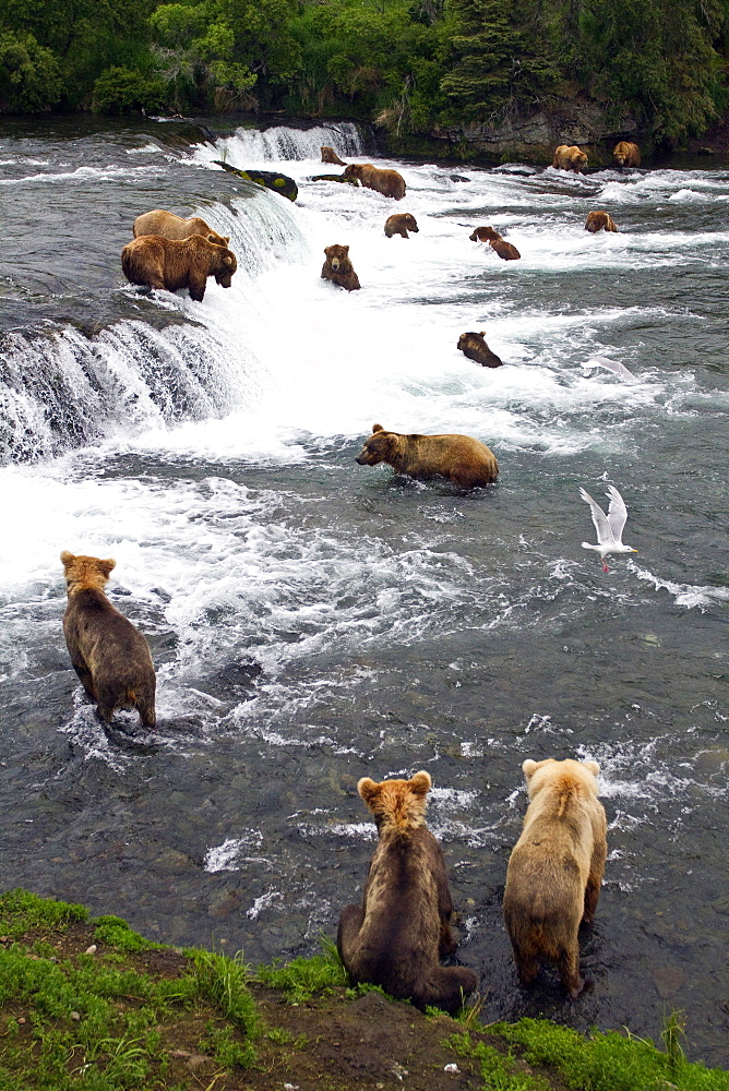 Adult brown bear (Ursus arctos) foraging for salmon at the Brooks River in Katmai National Park near Bristol Bay, Alaska, USA, Pacific Ocean