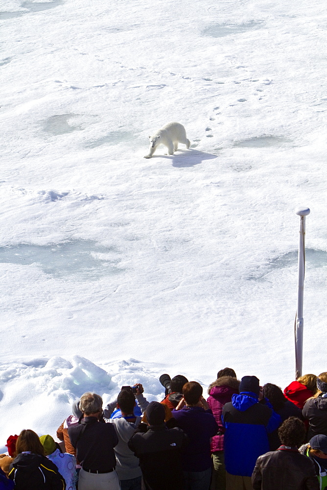 A curious young polar bear (Ursus maritimus) approaches the National Geographic Explorer, Spitsbergen, Norway