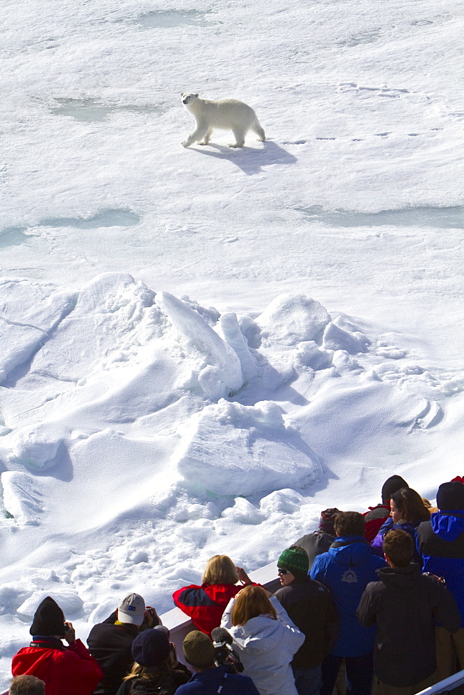 A curious young polar bear (Ursus maritimus) approaches the National Geographic Explorer, Spitsbergen, Norway