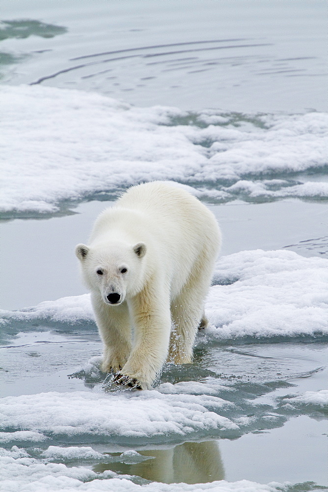 A curious young polar bear (Ursus maritimus) approaches the National Geographic Explorer in Woodfjorden, Spitsbergen, Svalbard Archipelago, Norway