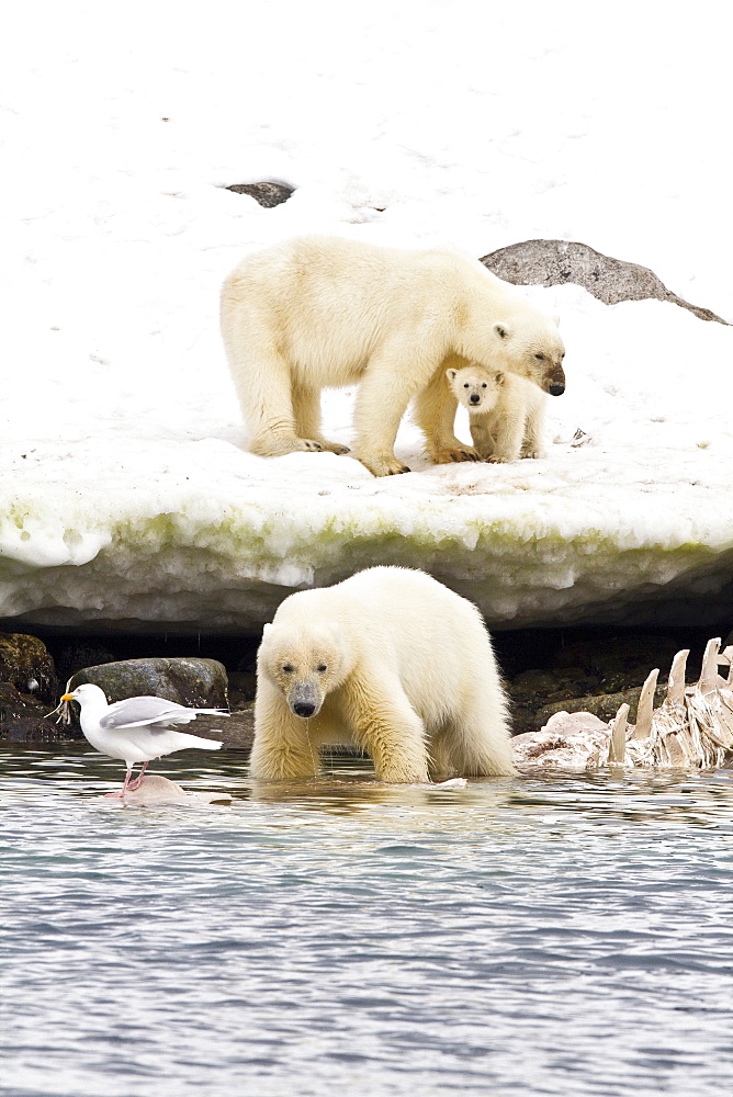 Polar bears (Ursus maritimus) adults and cub hunting, Monacobreen Glacier, Spitsbergen in the Svalbard Archipelago, Norway