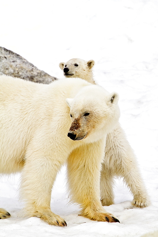 Polar bears (Ursus maritimus) adult and cub. Monacobreen Glacier, Spitsbergen in the Svalbard Archipelago, Norway