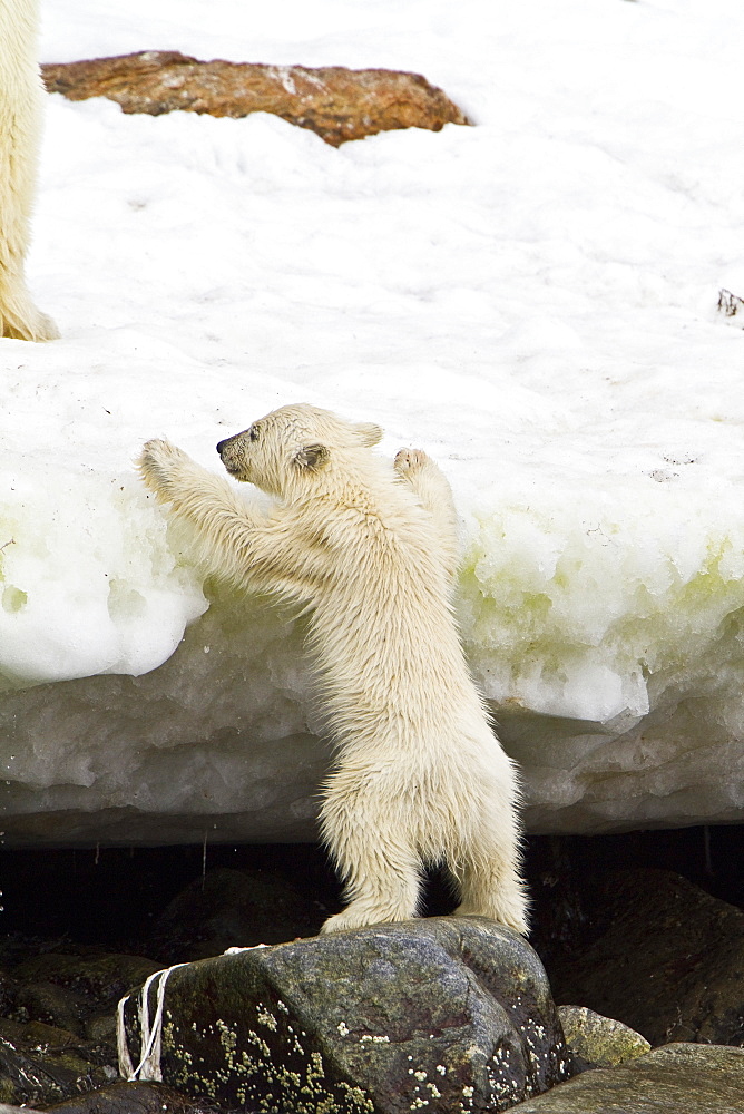 Polar bear (Ursus maritimus) cubexiting water, Monacobreen Glacier, Spitsbergen in the Svalbard Archipelago, Norway