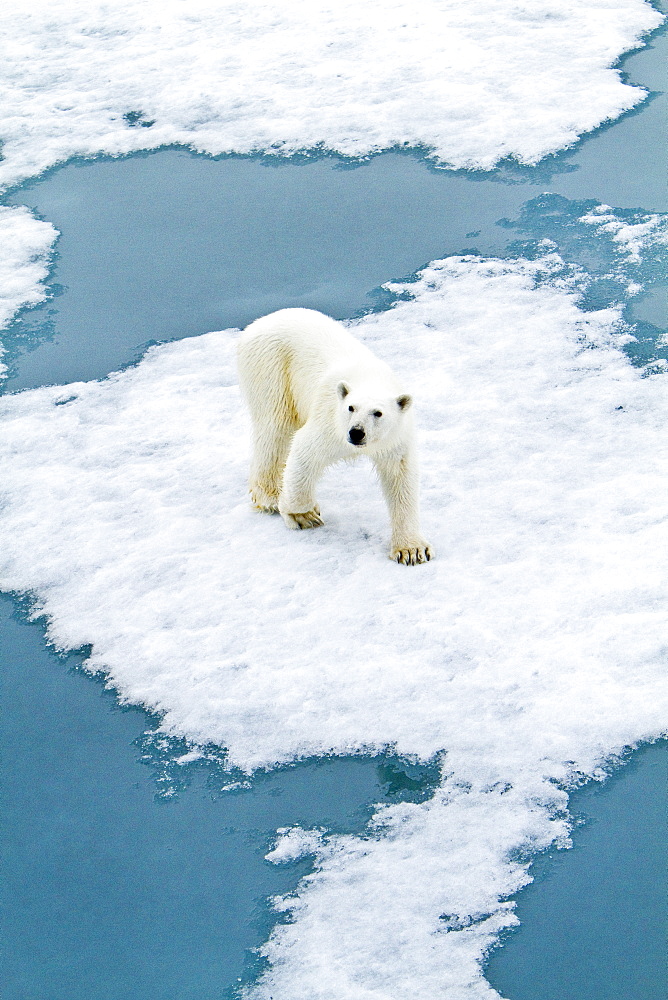 Polar bear (Ursus maritimus) adult on snow, Monacobreen Glacier, Spitsbergen in the Svalbard Archipelago, Norway