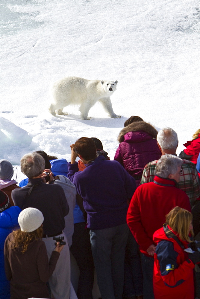 A curious young polar bear (Ursus maritimus) approaches the National Geographic Explorer, Spitsbergen, Norway