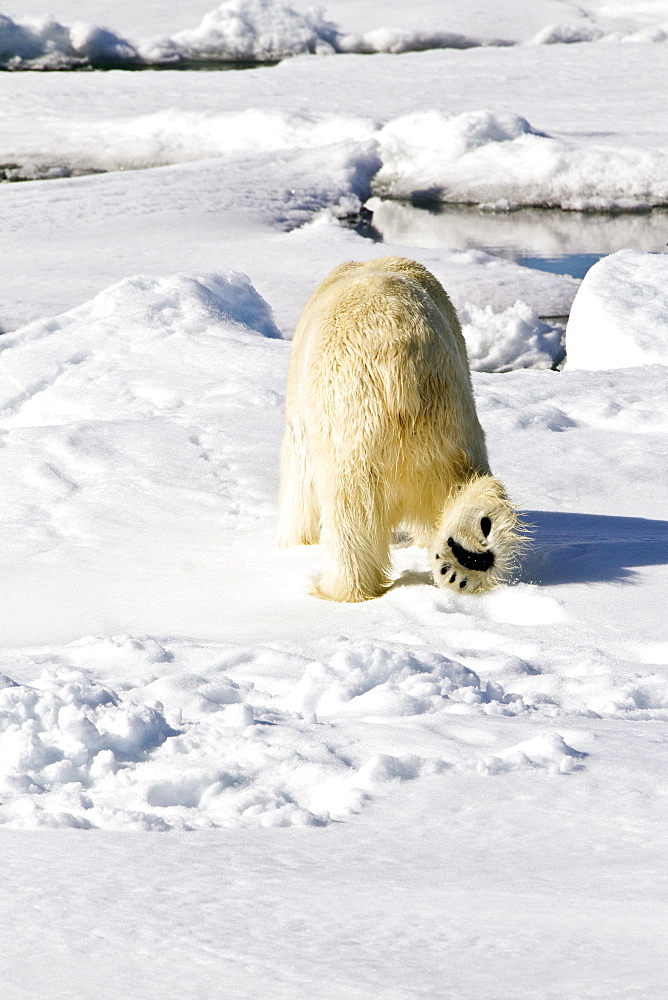 Adult male polar bear (Ursus maritimus) on multi-year ice floes in the Barents Sea off the eastern coast of Spitsbergen in the Svalbard Archipelago, Norway