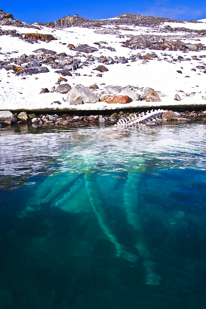 Adult fin whale (Balaenoptera physalus) carcass in Holmabukta off the northwest side of Spitsbergen in the Svalbard Archipelago, Norway