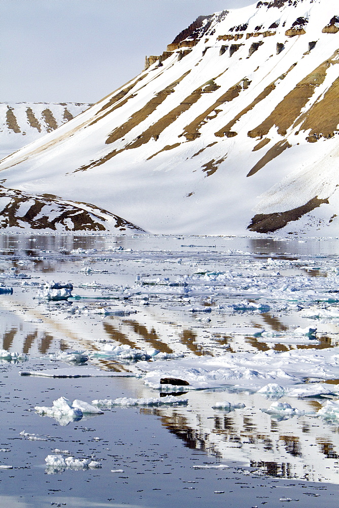 Adult bearded seal (Erignathus barbatus) hauled out on the ice in the Svalbard Archipelago, Norway