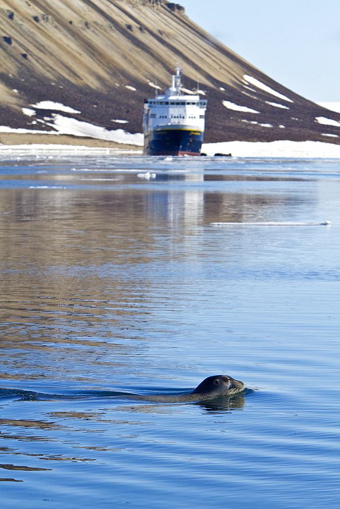 Adult bearded seal (Erignathus barbatus) swimming amongst the ice in the Svalbard Archipelago, Norway