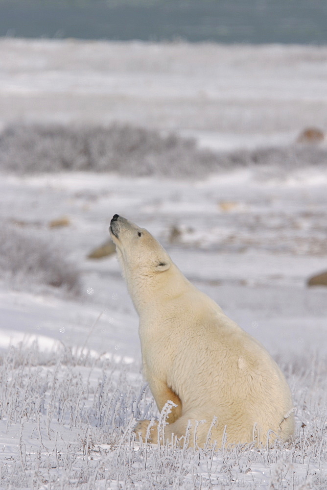 Female Polar Bear, Ursus maritimus, on fresh snow near Churchill, northern Manitoba, Hudson Bay, Canada