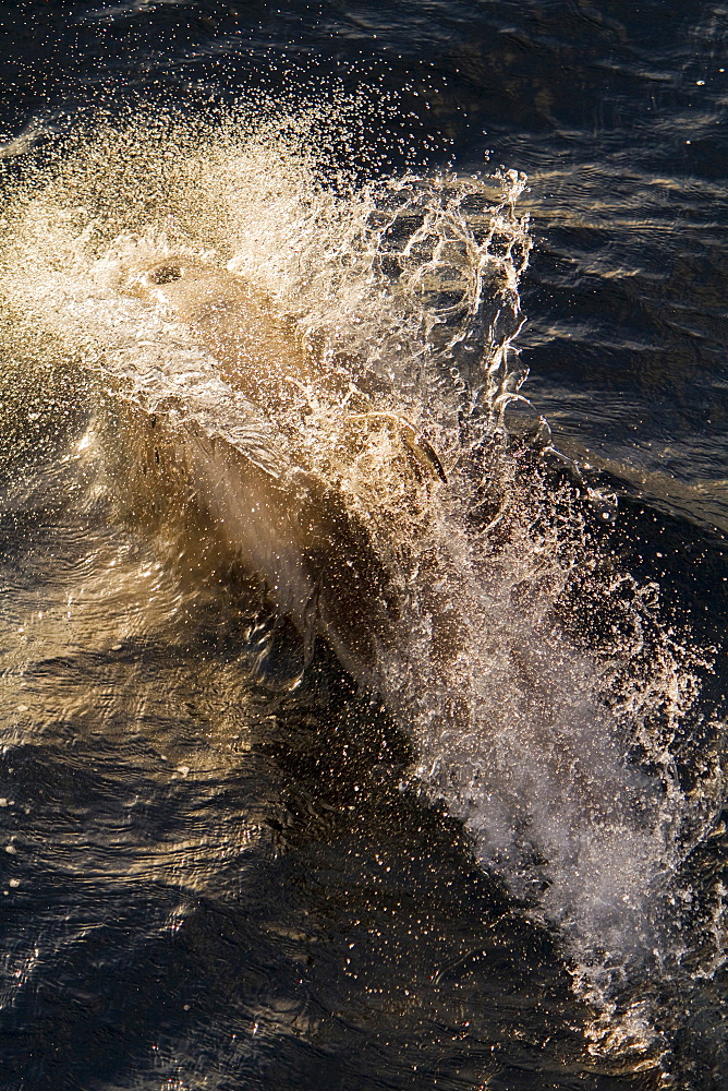 Adult White-beaked Dolphin (Lagenorhynchus albirostris) feeding in the rich waters off the northwest side of Spitsbergen in the Svalbard Archipelago, Norway