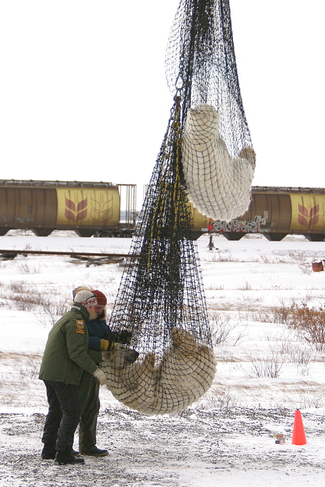 Tranquilized Polar Bear mother and cub, Ursus maritimus, being prepared for transfer by helicopter near Churchill, northern Manitoba, Hudson Bay, Canada