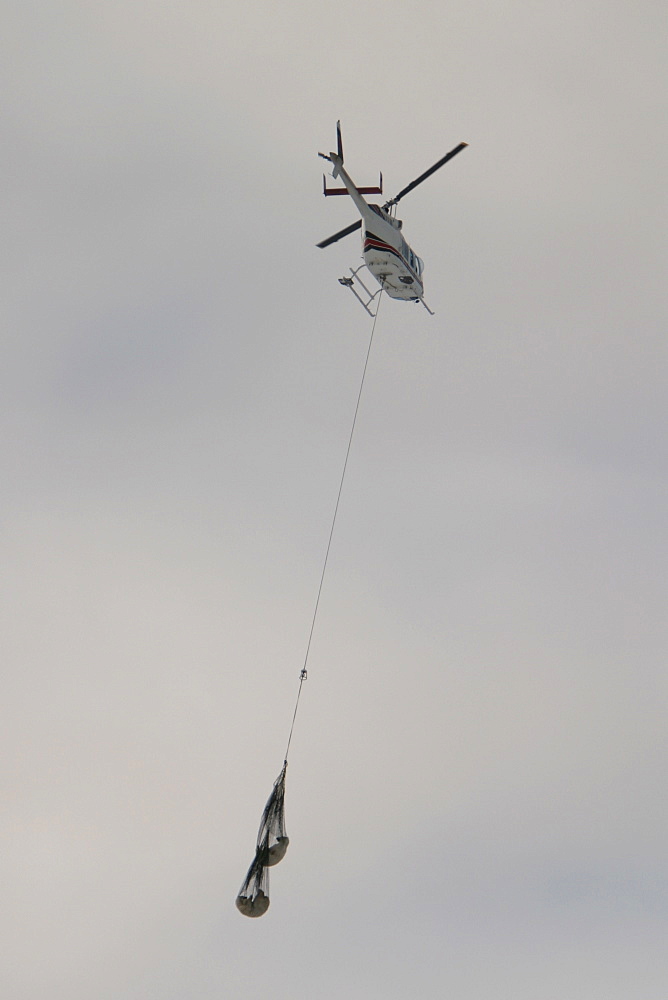 Tranquilized Polar Bears, Ursus maritimus, being transferred by helicopter near Churchill, northern Manitoba, Hudson Bay, Canada