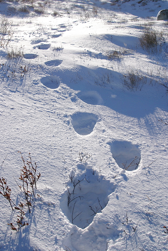 Polar Bear tracks, Ursus maritimus, in fresh snow near Churchill, northern Manitoba, Hudson Bay, Canada