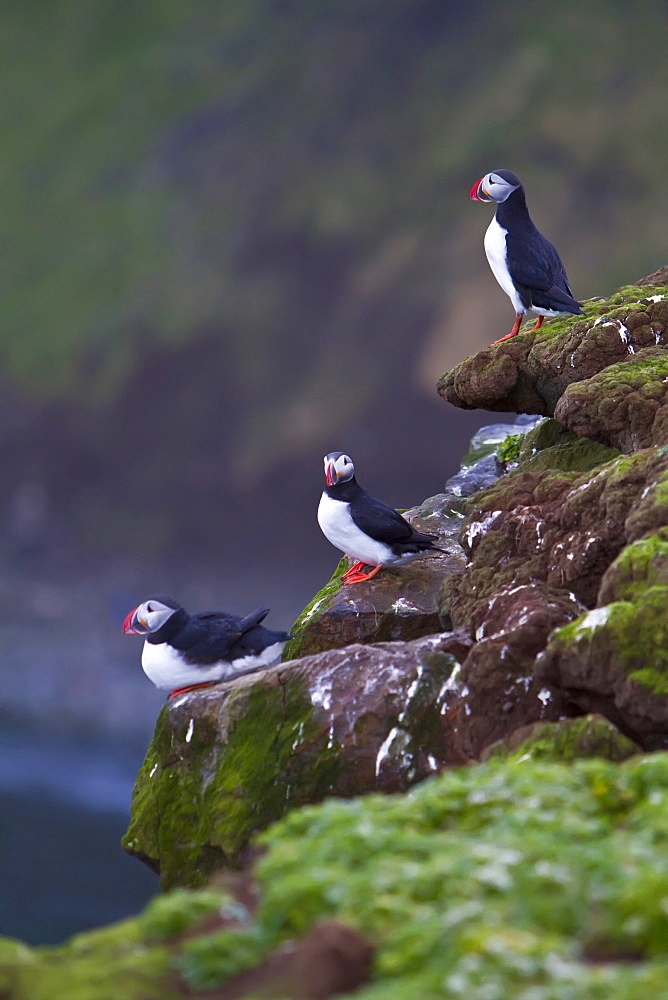 Adult puffin (Fratercula arctica) during breeding season on tiny Grimsey Island, Iceland