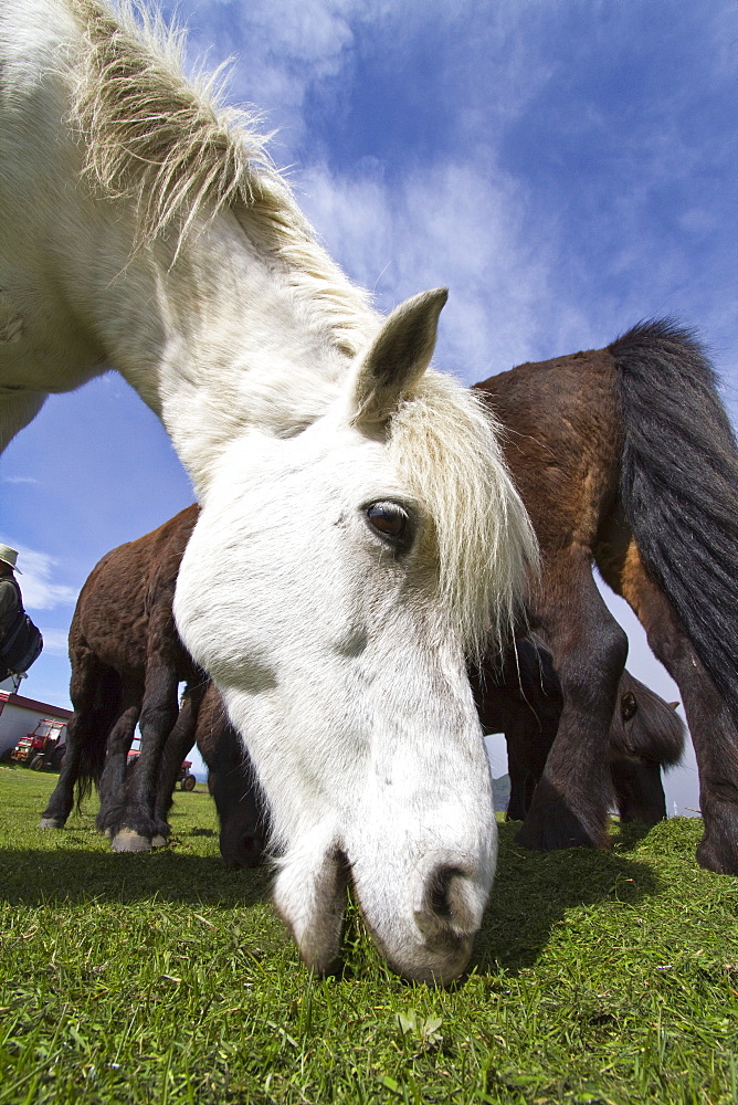 Icelandic horses on Heimaey Island, Iceland