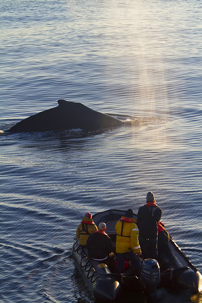 Adult humpback whale (Megaptera novaeangliae) surfacing near researchers in Zodiac in the late evening at Siglufjordur, Iceland