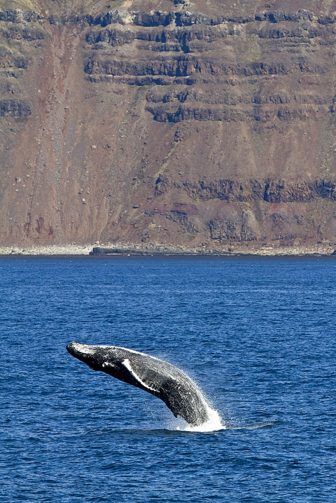 Adult humpback whale (Megaptera novaeangliae) breaching  in the fjord of Isfjardardjup, Iceland