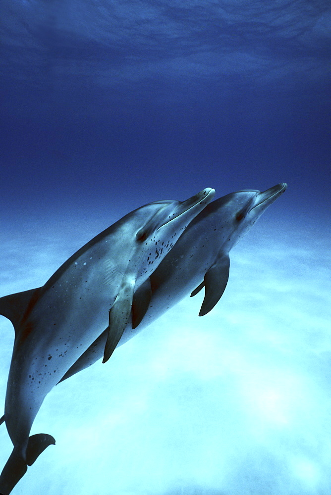 Atlantic Spotted Dolphin (Stenella frontalis) calves underwater on the Little Bahama Banks, Grand Bahama Island, Bahamas.
(Resolution Restricted - pls contact us)