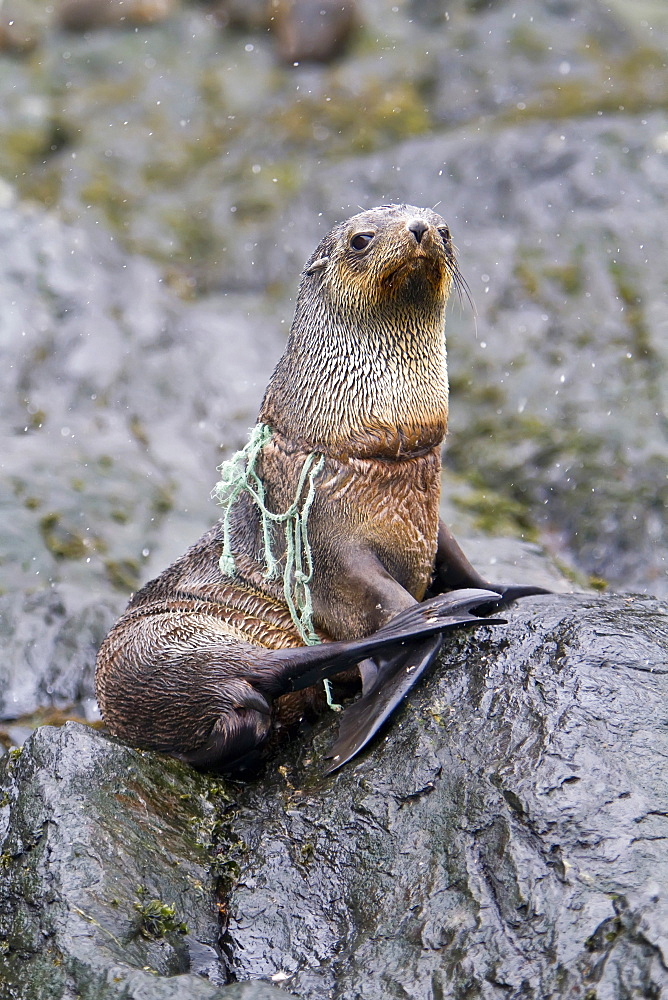 Antarctic fur seal pup (Arctocephalus gazella) tangled in fishing gear on South Georgia, Southern Ocean