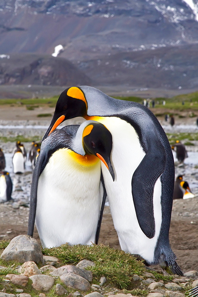 King penguin courtship behavior (Aptenodytes patagonicus) at the breeding and nesting colony at Salisbury Plains, Bay of Isles on South Georgia Island, Southern Ocean.