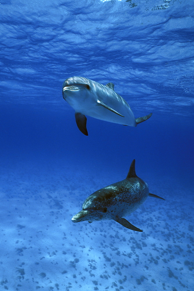 Atlantic Spotted Dolphin (Stenella frontalis) pair underwater on the Little Bahama Banks, Grand Bahama Island, Bahamas.
(Resolution Restricted - pls contact us)