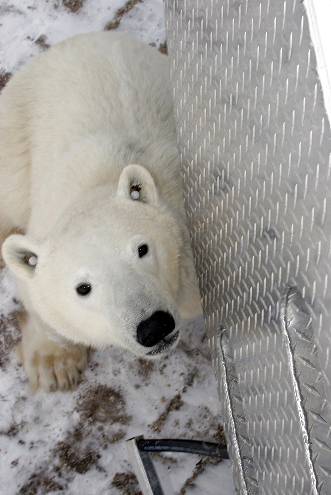 Curious Polar Bear (Ursus maritimus) inspects the photographer near Churchill, Manitoba, Canada.