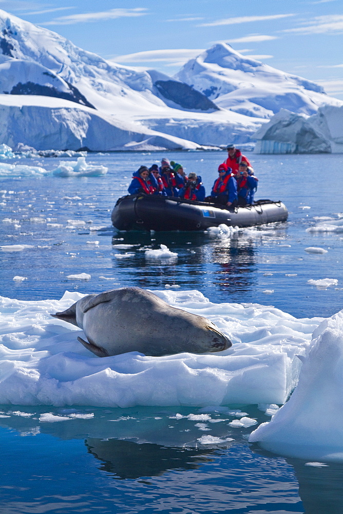 Adult leopard seal (Hydrurga leptonyx) near the Antarctic Peninsula, Southern Ocean