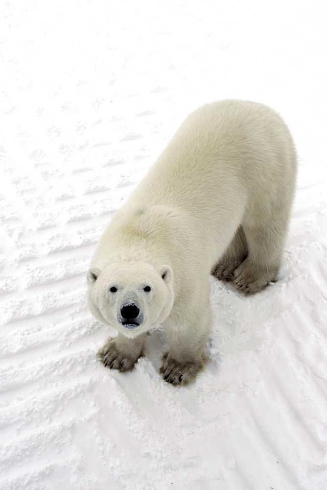 Curious Polar Bear (Ursus maritimus) inspects the photographer near Churchill, Manitoba, Canada.