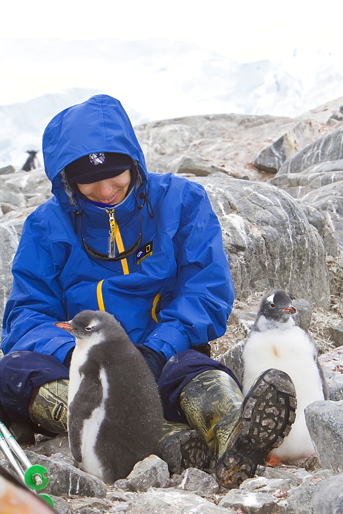 Guest from the Lindblad Expedition ship National Geographic Explorer with gentoo penguin chick in Antarctica