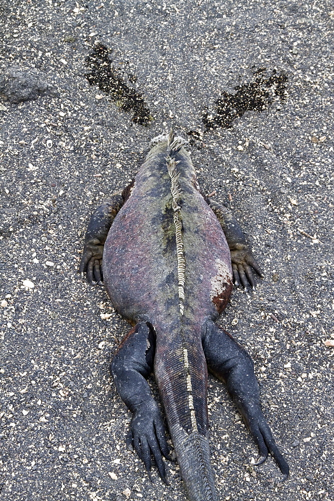 The endemic Galapagos marine iguana (Amblyrhynchus cristatus) in the Galapagos Island Archipelago, Ecuador