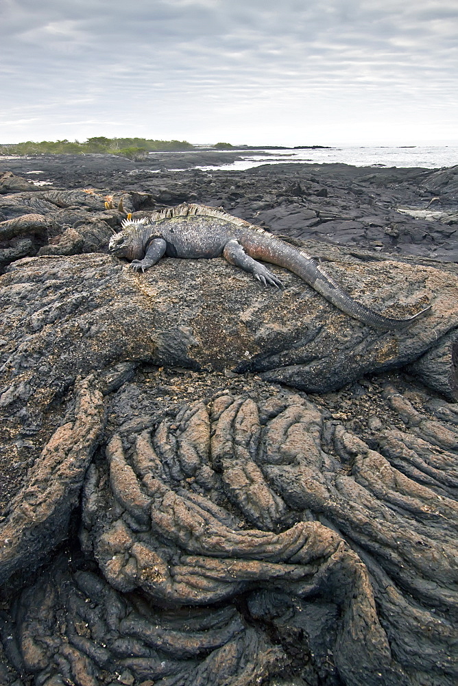 The endemic Galapagos marine iguana (Amblyrhynchus cristatus) in the Galapagos Island Archipelago, Ecuador