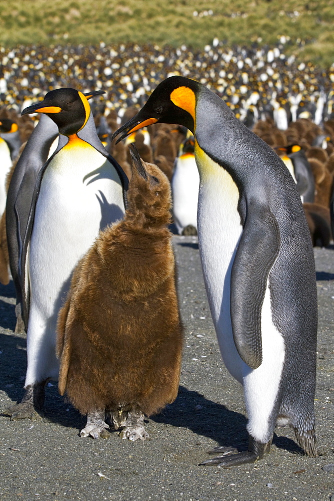 Adult king penguin (Aptenodytes patagonicus) in the act of feeding chick on South Georgia Island, Southern Ocean.