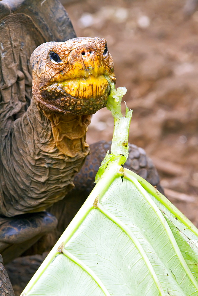 Captive Galapagos giant tortoise (Geochelone elephantopus) being fed at the Charles Darwin Research Station on Santa Cruz Island in the Galapagos Island Archipelago, Ecuador