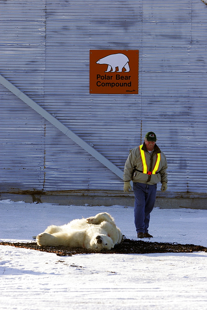 Adult Polar Bear (Ursus maritimus) preparing to be transferred via helicopter from the "Bear Jail" outside Churchill, Manitoba, Canada.