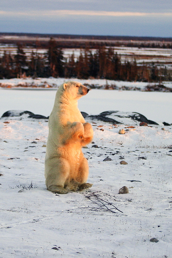 Male Polar Bear (Ursus maritimus) standing on hind legs outside Churchill, Manitoba, Canada.