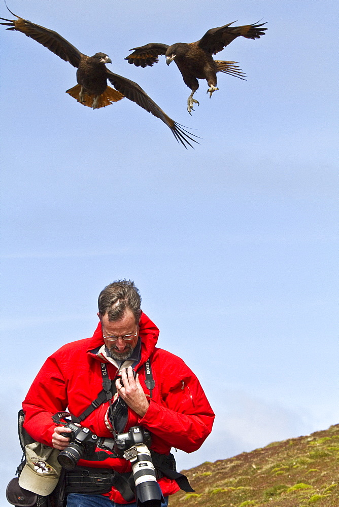 Staff from the Lindblad Expedition Ship National Geographic Explorer (shown here is Jack Swenson with Striated Caracaras) on Steeple Jason Island in the Falkland Islands