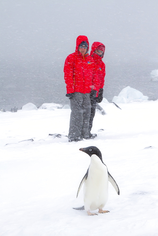 Ad?lie penguin (Pygoscelis adeliae) with Lindblad guests in snowstorm at Brown Bluff on the Antarctic Peninsula in the Weddell Sea , Antarctica.