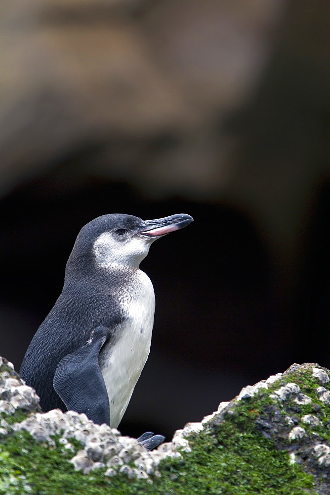 Galapagos penguin (Spheniscus mendiculus) hauled out on Isabela Island in the Galapagos Island Archipelago, Ecuador