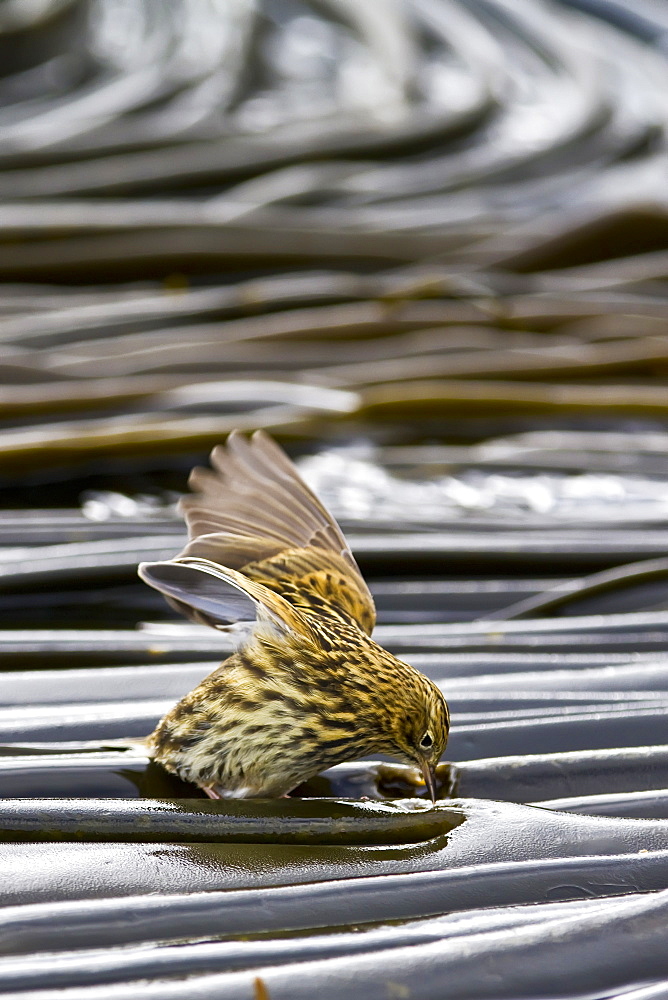 Adult South Georgia Pipit (Anthus antarcticus) feeding at low tide on Prion Island, Bay of Isles, South Georgia, Southern Ocean