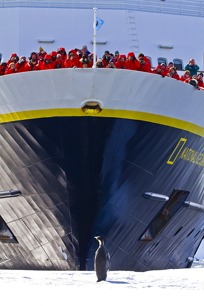 Lindblad Expeditions guests on board the National Geographic Explorer with a lone adult emperor penguin (Aptenodytes forsteri) on sea ice, Antarctica