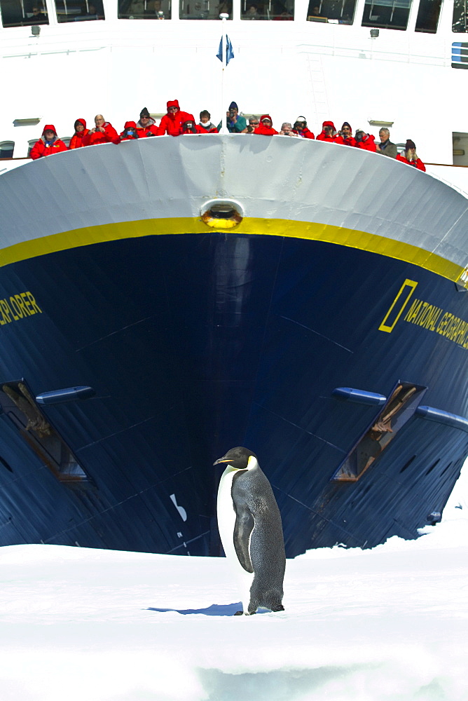 Lindblad Expeditions guests on board the National Geographic Explorer with a lone adult emperor penguin (Aptenodytes forsteri) on sea ice, Antarctica