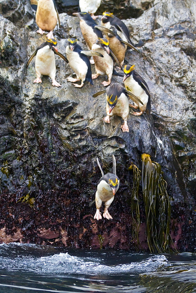 Adult macaroni penguins (Eudyptes chrysolophus) plunging into the sea leaving their breeding colony at Elsehul on South Georgia, Southern Ocean