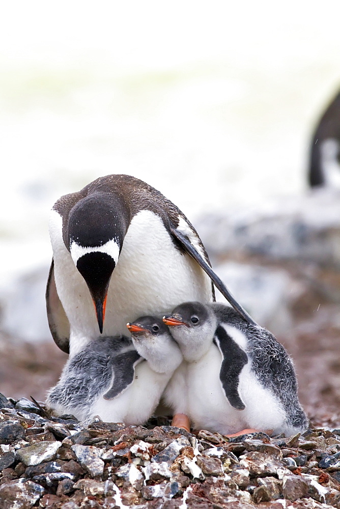 Gentoo penguin (Pygoscelis papua) adult with chicks on Cuverville Island, Antarctica, Southern Ocean