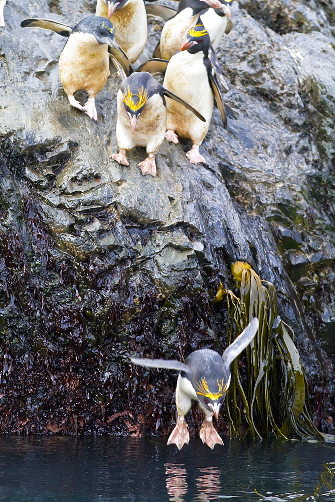 Adult macaroni penguins (Eudyptes chrysolophus) plunging into the sea leaving their breeding colony at Elsehul on South Georgia, Southern Ocean