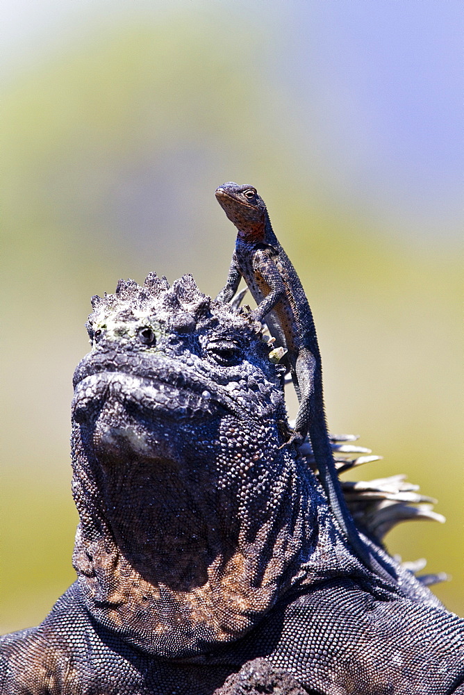 The endemic Galapagos marine iguana (Amblyrhynchus cristatus) with a lava lizard on top of its head in the Galapagos Island Archipelago, Ecuador